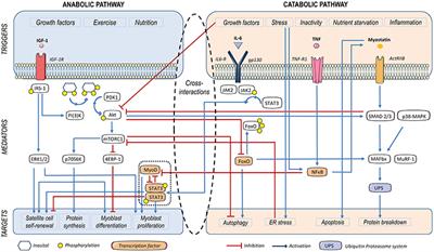 Mediators and Patterns of Muscle Loss in Chronic Systemic Inflammation